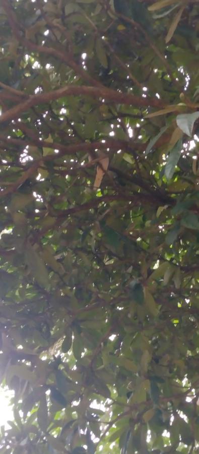 Liart Hospedajes Puerto Iguazú Dış mekan fotoğraf